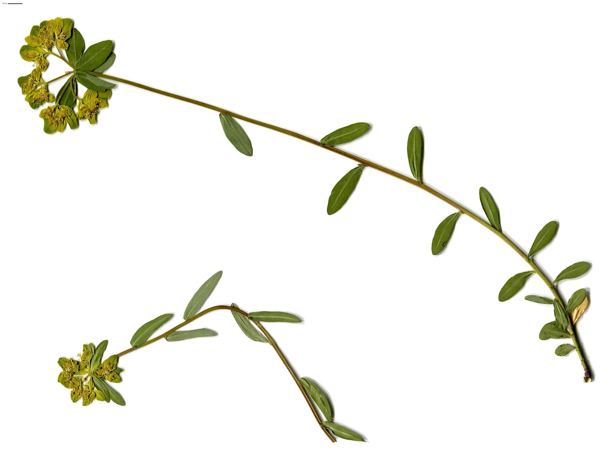 Euphorbia flavicoma subsp. verrucosa (Euphorbiaceae)